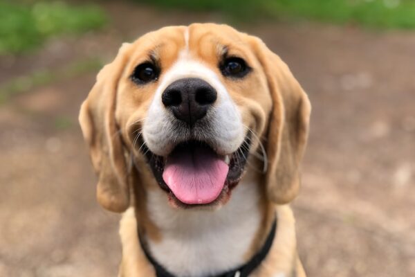 Photo Happy dogs