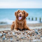 Photo Happy dog
