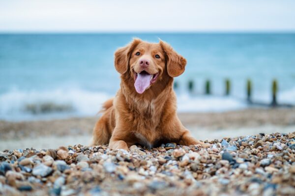 Photo Happy dog