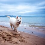 Photo Dog on beach