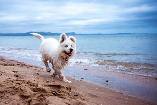 Photo Dog on beach