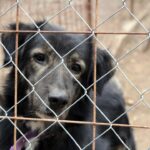 Photo Animal shelter
