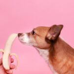 Photo Pet food