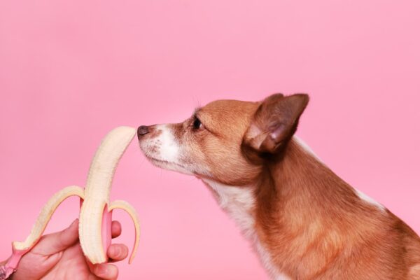 Photo Pet food